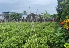 THỬA 671 THÔN ĐÔNG TẢO NAM, HOÀN LONG, KHOÁI CHÂU - OTO... Bán đất tại Hoàn Long, Hưng Yên 12