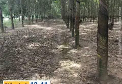 Vườn Cao Su Mặt Tiền Đường Tạo Lực Bắc Tân Uyên, Tiềm Năng Sinh Lời... Bán đất tại Phước Thành, Hồ Chí Minh 05