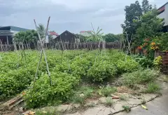 THỬA 671 THÔN ĐÔNG TẢO NAM, HOÀN LONG, KHOÁI CHÂU - OTO... Bán đất tại Hoàn Long, Hưng Yên 07