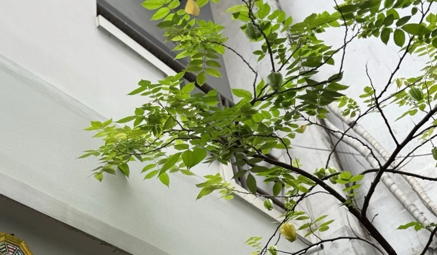 Nhà phố 3 tầng duyên dáng ở Nhiêu Lộc, Q3... Bán nhà riêng tại Nhiêu Lộc, Hồ Chí Minh 01