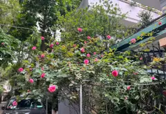 Bán biệt thự liền kề 2 tầng lô góc tại Tây Hồ Tây... Bán biệt thự, liền kề tại Tây Hồ, Hà Nội 03