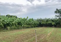 cần bán lô đất với diện tích siêu lớn. tại Ngọc thanh , hiệp cường , hưng yên... Bán đất tại Hiệp Cường, Hưng Yên 11