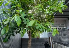 🔥 NHỈNH 3 TỶ – 30M CHIỀU DÀI: THÔNG SỐ NÀY KHÔNG PHẢI LÔ NÀO CŨNG CÓ... Bán đất tại Cẩm Lệ, Đà Nẵng 02
