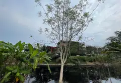 Bán đất thổ cư 132m2 tại Vĩnh Lộc giá 3 tỷ... Bán đất tại Tân Vĩnh Lộc, Hồ Chí Minh 03