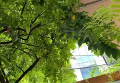 Biệt thự lô góc 3 mặt thoáng - Đẳng cấp kinh doanh và an cư tại trung tâm Cầu Giấy... Bán biệt thự, liền kề tại Cầu Giấy, Hà Nội 12