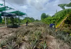 BÁN 2 CÔNG ĐẤT VƯỜN FULL THỔ ,TRƯƠNG VĂN ĐA ĐƯỜNG ĐÁ XANH XE HƠI TỚI ĐẤT... Bán đất tại Bình Lợi, Hồ Chí Minh 13