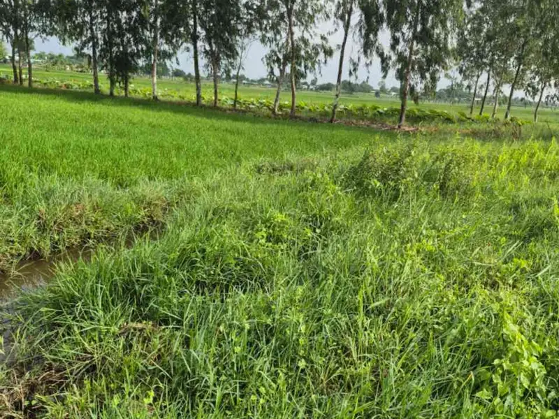 Đất rộng Củ Chi giá tốt cho nhà đầu tư... Bán đất tại Tân An Hội, Hồ Chí Minh 01