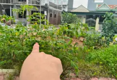Nhà phố mặt tiền hai mặt đường tại khu dân cư Đầu Cầu – Thuỷ Nguyên... Bán nhà mặt phố tại Nam Triệu, Hải Phòng 12