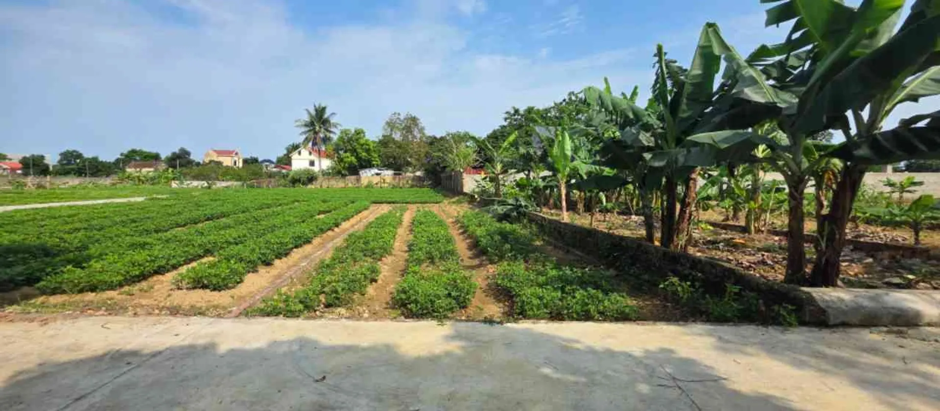 ĐẤT BẮC NINH GIÁ RẺ... Bán đất tại Hiệp Hòa, Bắc Ninh 01