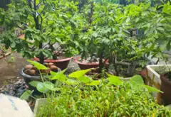 Mua Bán đất nền phường Linh Xuân TP HCM, mặt tiền rộng 7m, hướng đông nam, 140m2 đường 11... Bán đất tại Linh Xuân, Hồ Chí Minh 07