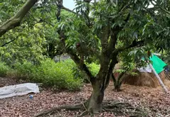 Đất vàng Bát Trang - Cơ hội đầu tư đỉnh cao... Bán đất tại An Trường, Hải Phòng 03