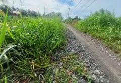 BÁN 1 CÔNG ĐẤT TRỒNG LÚA NƯỚC CÒN LẠI LUK - TRƯƠNG VĂN ĐA - ĐƯỜNG ĐÁ XANH XE BA GÁC TỚI ĐẤT... Bán đất tại Bình Lợi, Hồ Chí Minh 01