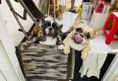 Nhà 2 Mặt Đường Kinh Doanh Đỉnh Gần UBND Phú Nhuận... Bán nhà mặt phố tại Phú Nhuận, Hồ Chí Minh 05