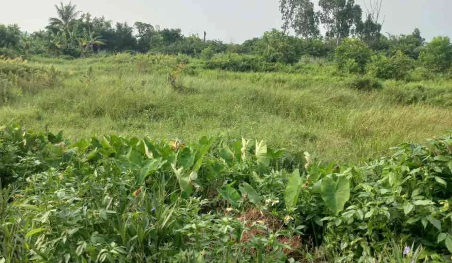 Bán đất nền đẹp An Lão 101m2... Bán đất tại An Lão, Hải Phòng 01