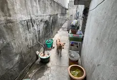 Nhà mặt phố giá tốt tại Phường Hạnh Thông, Gò Vấp - Cơ hội không thể bỏ qua... Bán nhà mặt phố tại Hạnh Thông, Hồ Chí Minh 02