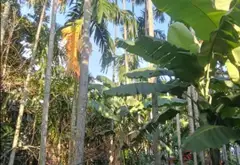 Đất rộng đẹp ngay khu dân cư phát triển... Bán đất tại Tam Bình, Hồ Chí Minh 10