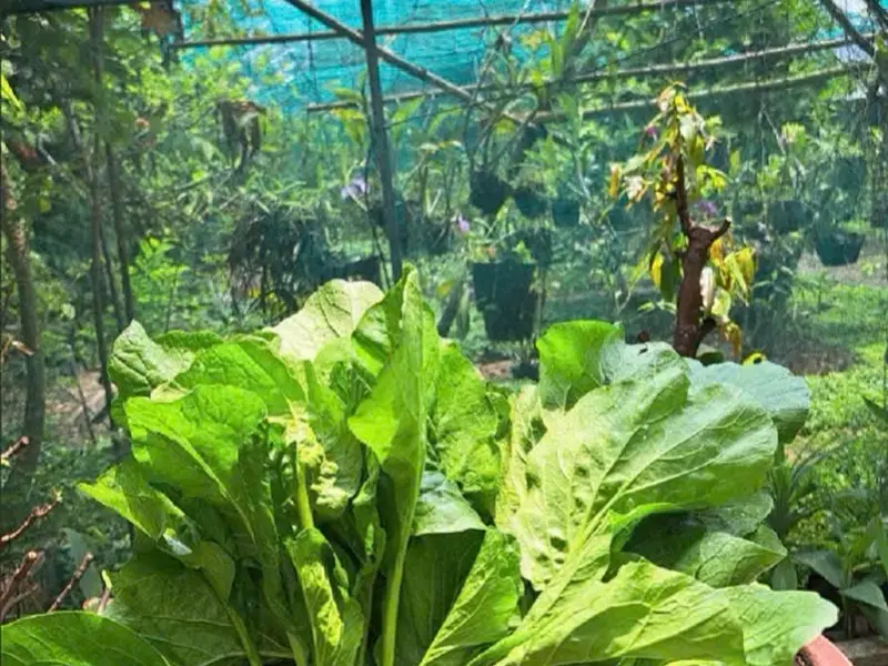 Bán Nhà Vườn Nghỉ Dưỡng Xã Bình Lợi, Bình Chánh, 1833m2, Giá Tốt... Bán nhà mặt phố tại Bình Lợi, Hồ Chí Minh 01