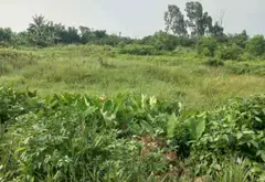 Đất vuông đẹp tại An Thái, An Lão, Hải Phòng, ô tô qua nhà thuận tiện an cư... Bán đất tại An Lão, Hải Phòng 04