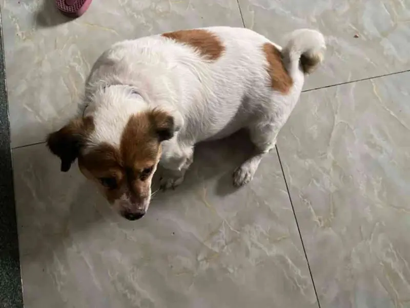 Nhà mặt phố Trung Mỹ Tây giá tốt, kinh doanh cực đỉnh... Bán nhà mặt phố tại Trung Mỹ Tây, Hồ Chí Minh 01