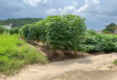 Cơ hội sở hữu đất nền full thổ cư đẹp tuyệt tại Bắc Ninh - Đồng Sải, Phù Lãng... Bán đất tại Phù Lãng, Bắc Ninh 05