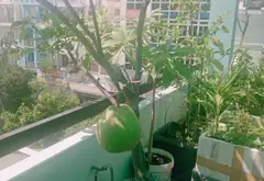 Nhà mặt phố Bình Tân giá hời, cho thuê ổn định... Bán nhà mặt phố tại An Lạc, Hồ Chí Minh 11