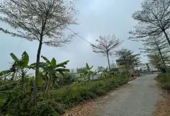 Bán 68m2 Đất Vàng Đấu Giá Khu Cây Sung - Đan Phượng, Phân lô , ô tô tránh, xây nhà ở sướng.... Bán đất tại Đan Phượng, Hà Nội 08