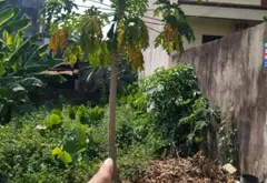 Bán Đất Kinh Doanh 100m2 Thôn Yêm Đông Xuân... Bán đất tại Sóc Sơn, Hà Nội 03