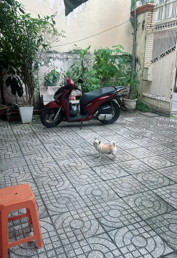 Nhà 2 tầng 5 phòng ngủ tại Tân Bình giá 22 tỷ đồng... Bán owner_side tại Tân Sơn Nhất, Hồ Chí Minh 01