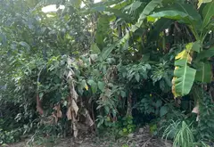 Đất vàng ngay trung tâm phường Hồng An, siêu hot để đầu tư... Bán đất tại Hồng An, Hải Phòng 01