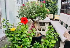 🌺 NHÀ CẤP 4 - HẺM XE HƠI ĐƯỜNG SỐ 2 - PHƯỜNG TĂNG NHƠN PHÚ B- 79M2 - GIÁ 4,xT🧄🌺.... Bán nhà riêng tại Tăng Nhơn Phú, Hồ Chí Minh 02