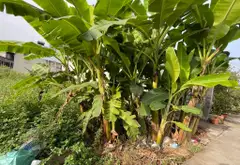 Cơ hội hiếm có sở hữu đất thổ cư vị trí đắc địa tại Vĩnh Lộc với giá tốt... Bán đất tại Tân Vĩnh Lộc, Hồ Chí Minh 06