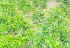 Bán đất mặt tiền kênh tại Bình Chánh, diện tích 1220m2... Bán đất tại Bình Lợi, Hồ Chí Minh 02
