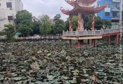ĐẤT ROI SÓC – PHÙ CHẨN – TỪ SƠN | THÔNG SỐ VÀNG – Ô TÔ VÀO ĐẤT .... Bán đất tại Từ Sơn, Bắc Ninh 02