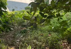 Lô Đất Trung Tâm Phường Hồng An - Cơ Hội Vàng Đầu Tư Sinh Lời... Bán đất tại Hồng An, Hải Phòng 01