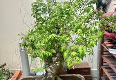 Biệt thự 5 tầng sang trọng giữa lòng Phú Nhuận... Bán biệt thự, liền kề tại Phú Nhuận, Hồ Chí Minh 14