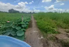 LÔ GÓC 3 MẶT TIỀN ĐINH ĐỨC THIỆN, CÁCH VIN 500M, DIỆN TÍCH 10.081M2... Bán đất tại Bình Chánh, Hồ Chí Minh 04