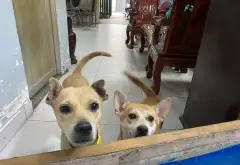 Nhà rộng 177m2, xe hơi đỗ cửa, vừa ở vừa làm xưởng tại Bình Chiểu... Bán nhà riêng tại Dĩ An, Hồ Chí Minh 01