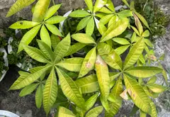 Nhà đất trung tâm Cẩm Phả, tặng nhà, giá hời... Bán nhà riêng tại Cẩm Phả, Quảng Ninh 03