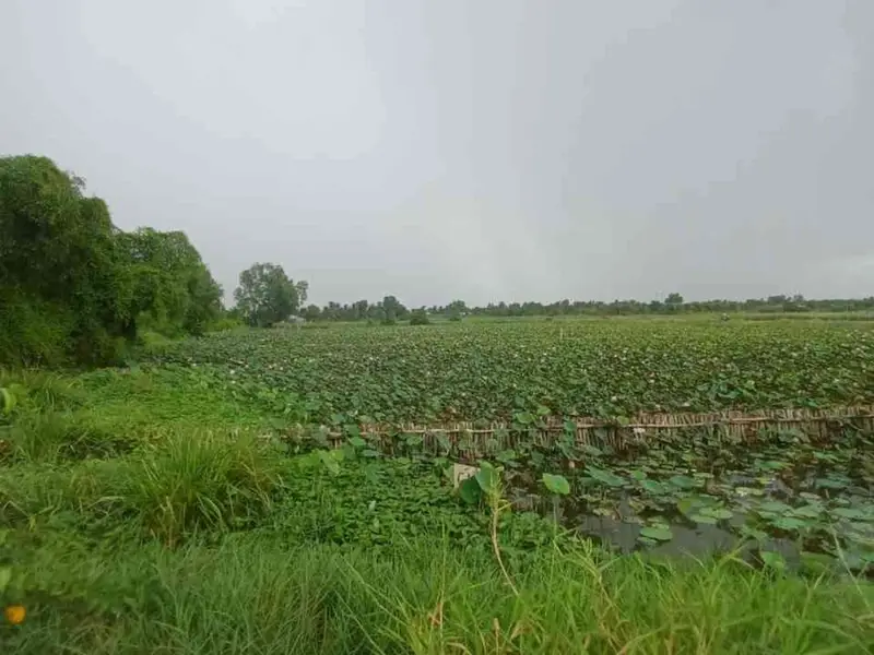 TRƯƠNG VĂN WA, ĐƯỜNG ĐÁ XANH XE TẢI TỚI ĐẤT
BÁN 1,846 CÔNG ĐẤT LUK GIÁ 5,5 TỶ CÒN THƯƠNG LƯỢNG MẠNH... Bán đất tại Bình Lợi, Hồ Chí Minh 01