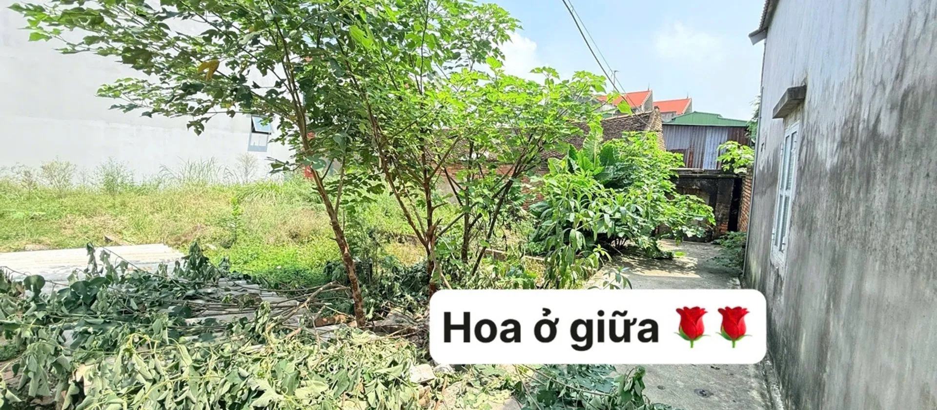🏡 BÁN ĐẤT TẠI PHƯỜNG TỪ SƠN, BẮC NINH – GIÁ 1,XX tỷ... Bán đất tại Từ Sơn, Bắc Ninh 01