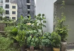 Cơ hội rinh đất vàng Phân Lô Ngọc Thụy, Long Biên giá tốt 9.6 tỷ... Bán đất tại Bồ Đề, Hà Nội 09
