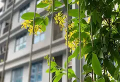 Căn hộ chung cư cao cấp Goldmark City - 67.4m², Bắc Từ Liêm, Hà Nội... Bán căn hộ chung cư tại Phú Diễn, Hà Nội 05