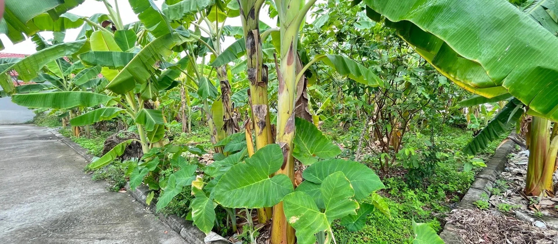 Cơ Hội Vàng Sở Hữu Đất Trung Tâm Hành Chính, Ô Tô Vào Tận Nơi... Bán đất tại Lê Ích Mộc, Hải Phòng 01