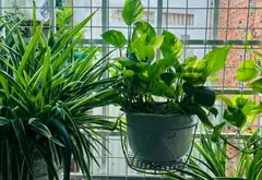 Bán nhà riêng 2 mặt tiền tại Nguyễn Hữu Cảnh, diện tích 76m², giá ưu đãi... Bán nhà riêng tại Thạnh Mỹ Tây, Hồ Chí Minh 05