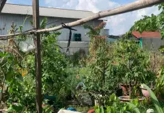 Đất nở hậu rộng 600m gần sông Sài Gòn, giá tốt tại Thuận An... Bán đất tại Thuận An, Hồ Chí Minh 05