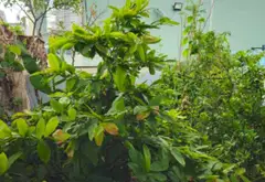 Bán nhà-Phường Bình Trị Đông, Quận Bình Tân, diện tích 92 m2, 4 tầng... Bán nhà mặt phố tại Bình Trị Đông, Hồ Chí Minh 08