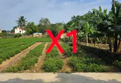 ĐẤT BẮC NINH GIÁ RẺ... Bán đất tại Hiệp Hòa, Bắc Ninh 14
