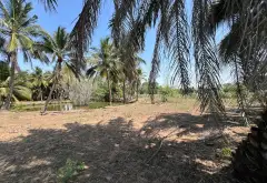 Khu Đất Đắc Địa Ven Sông Long Phước Quận 9 Với Quy Mô Mênh Mông... Bán đất tại Long Phước, Hồ Chí Minh 04
