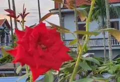 Nhà mặt phố 2 tầng rộng 200m2 gần khu công nghiệp, tiện kinh doanh đa năng... Bán nhà mặt phố tại Thiên Hương, Hải Phòng 02