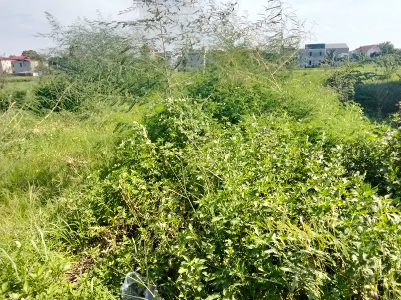 Lô góc 3 mặt thoáng trục chính Trạc Nhiệt Bồng Lai Bắc Ninh... Bán đất tại Bồng Lai, Bắc Ninh 01